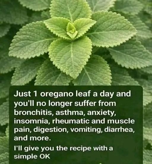 Oregano Leaf Herbal Tea
