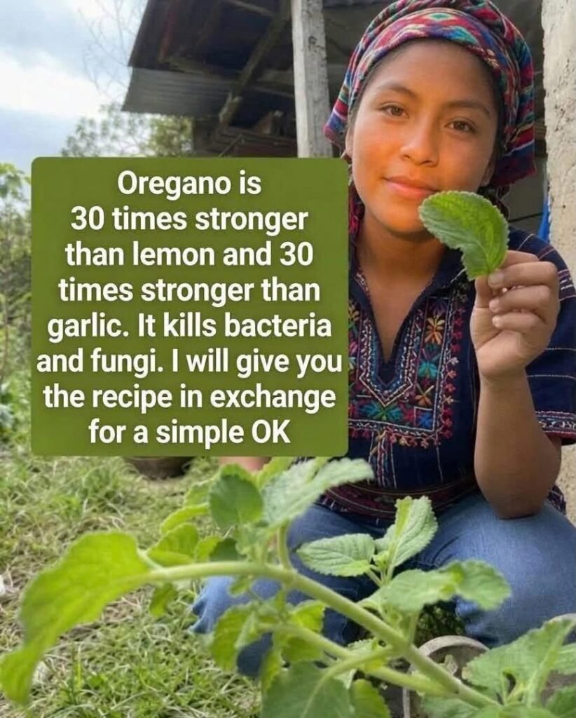 Oregano Leaves Benefits